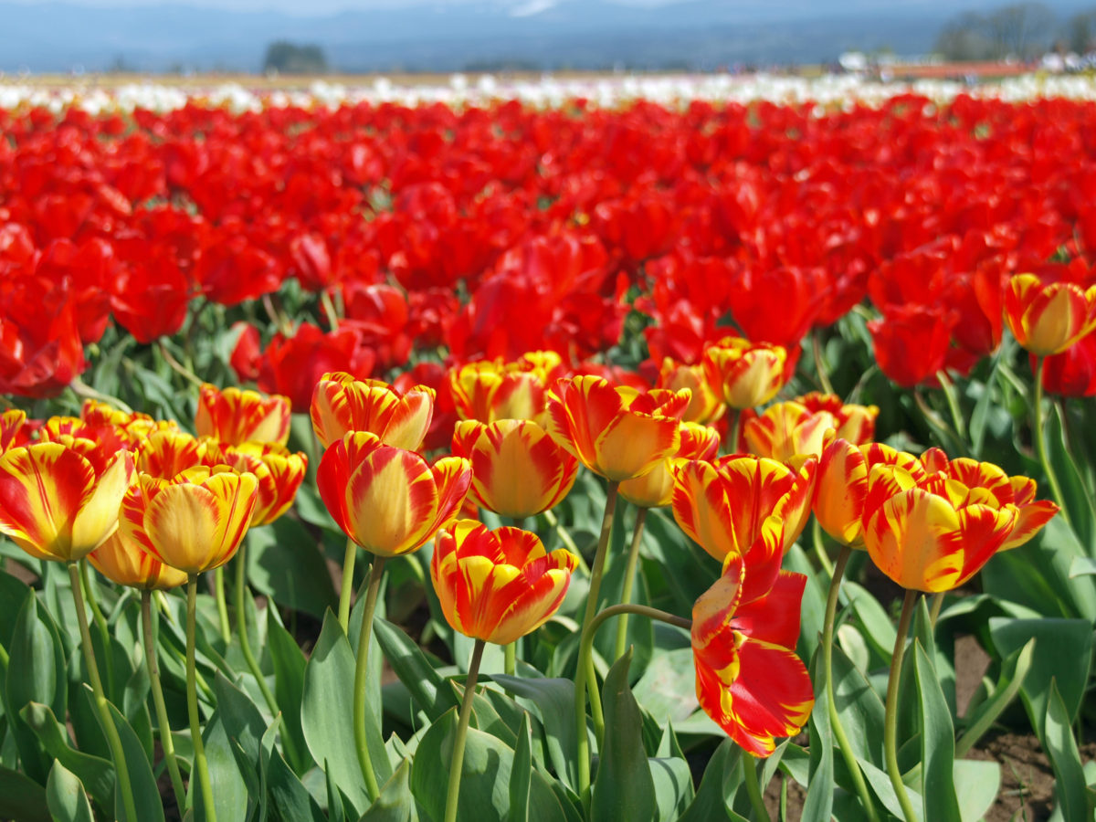 Wooden Shoe Tulip Festival 2021 Pacific Northwest Explorer