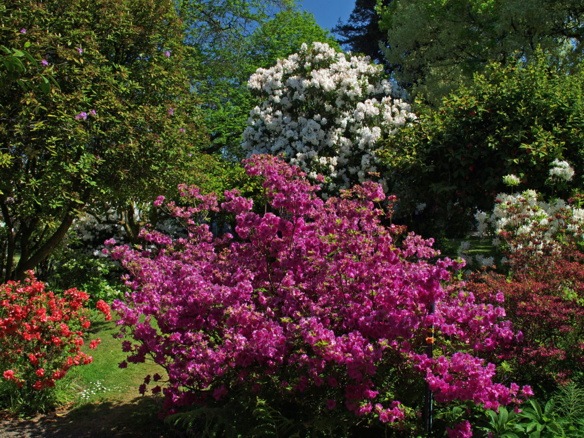 Hulda Klager Lilac Gardens