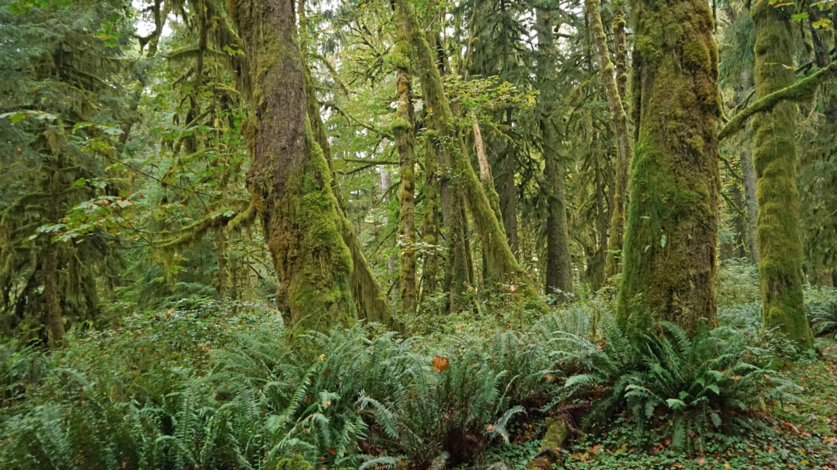 Quinault Rain Forest - Pacific Northwest Explorer