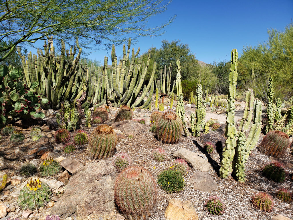 Arizona-sonora Desert Museum - Pacific Northwest Explorer