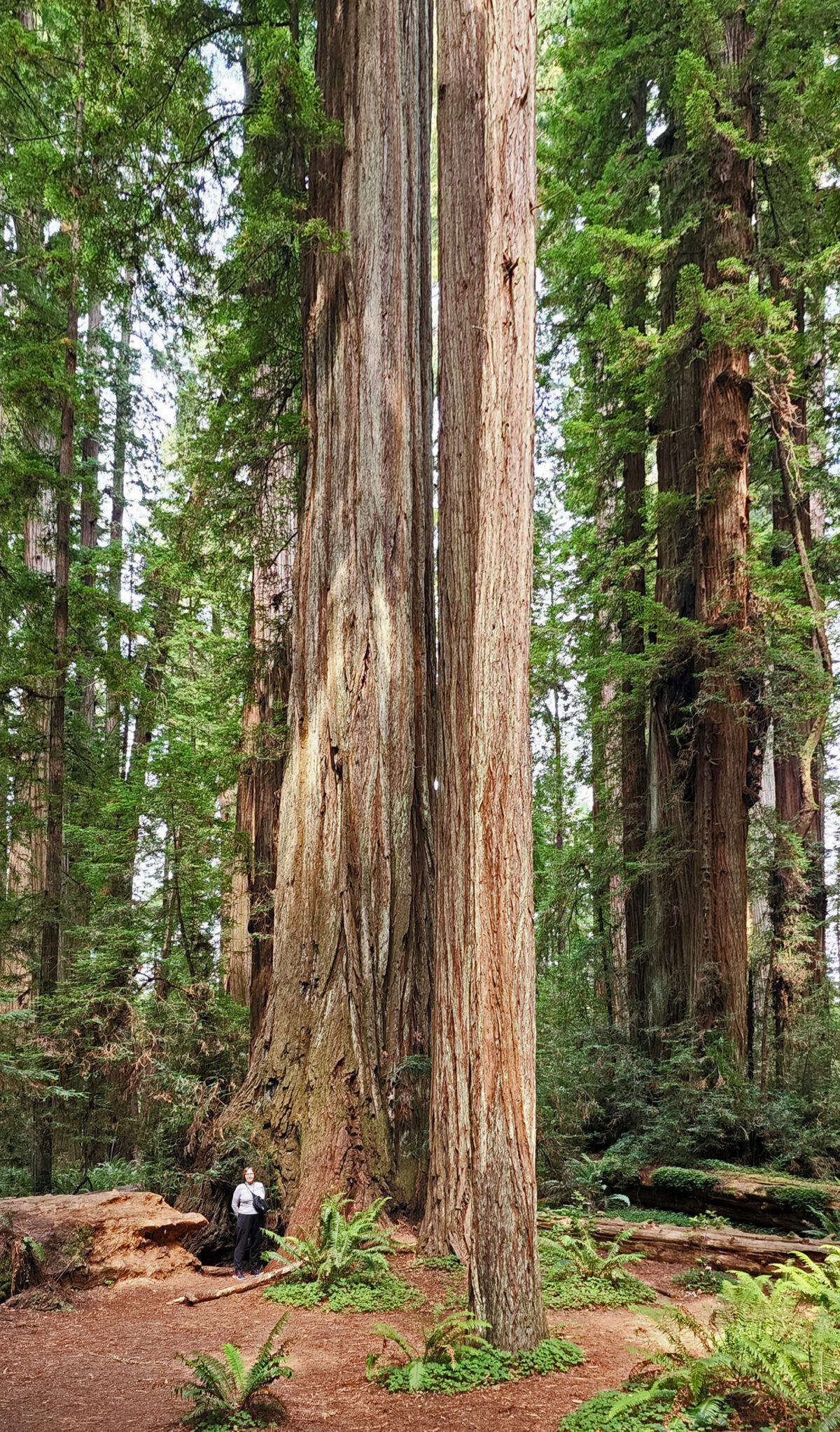 California Coast Redwoods