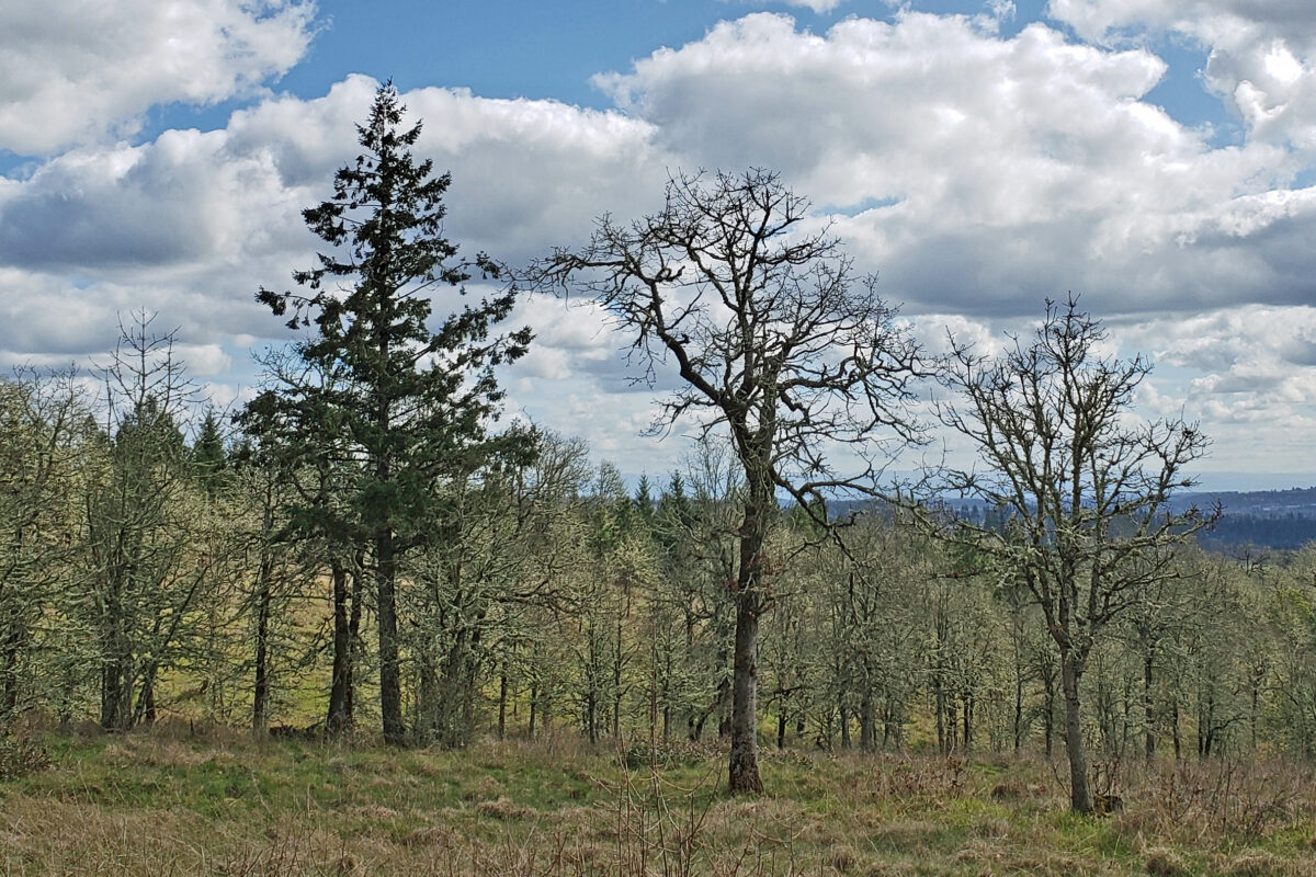 Cooper Mountain Nature Park