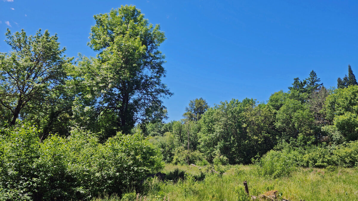 Tualatin Hills Nature Park